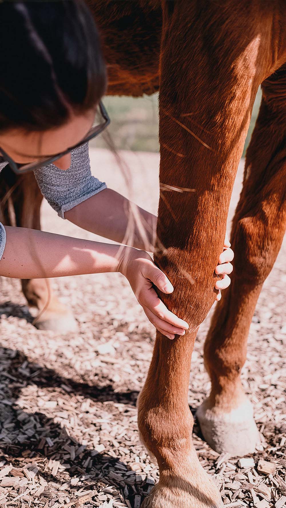 Erste Hilfe fürs Pferd; Ausbildung als RettungssanitäterIn