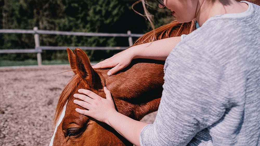 Erste Hilfe fürs Pferd; Ausbildung als RettungssanitäterIn